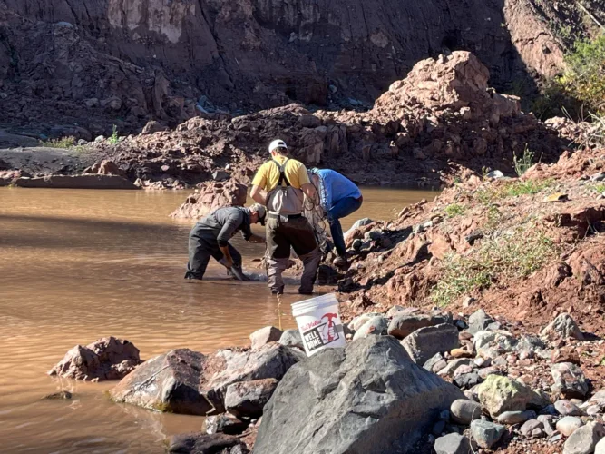 Lake sturgeon rescued in Ontonagon River channel